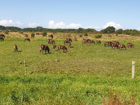 A group of horses grazing in a field

Description automatically generated
